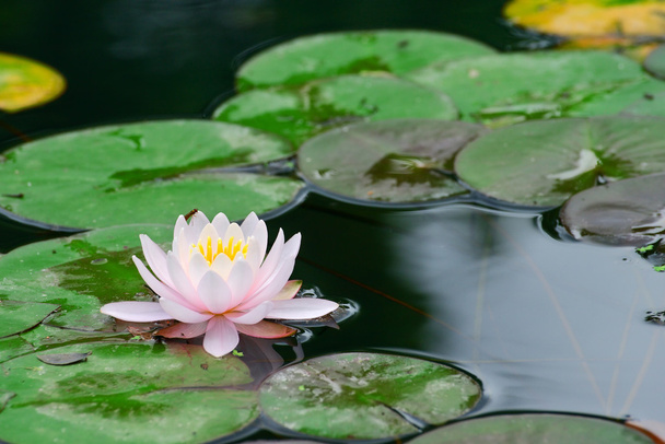 Water lily in lake - Foto, Imagen