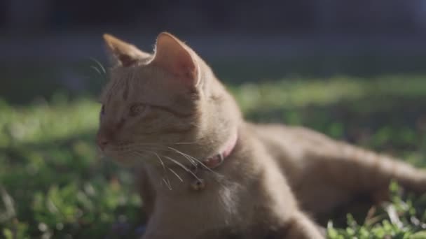 Gib gengibre gato deitado e relaxar no quintal (castrado gato macho) - Filmagem, Vídeo