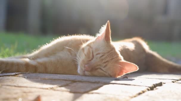 Gib gengibre gato deitado e relaxar no quintal (castrado gato macho) - Filmagem, Vídeo