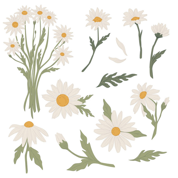 Chamomile flower bouquet in blossom, floral vector - Διάνυσμα, εικόνα
