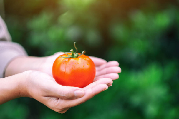 A woman holding a fresh tomato in hands - Photo, image