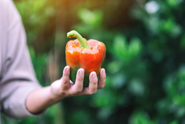 A woman holding a fresh bell pepper in hand - Photo, image