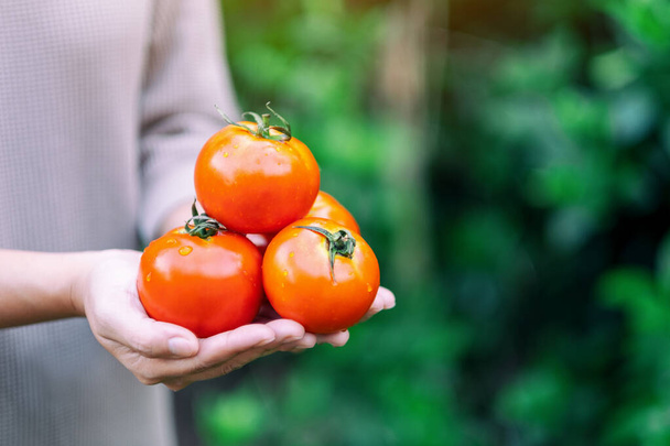 a woman holding a fresh tomatoes in hands - Photo, Image