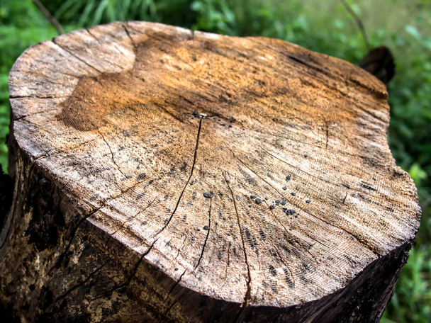 Cut stump show the rings in nature background - Photo, Image