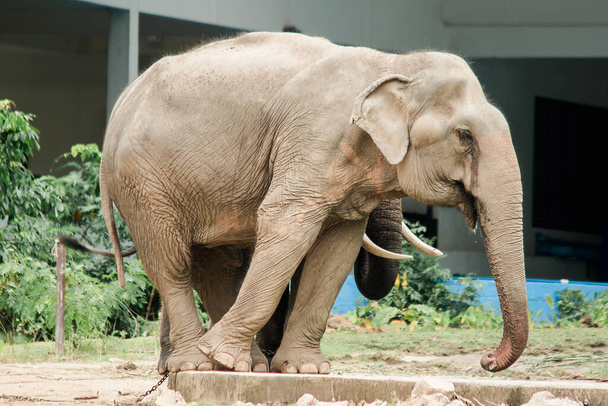 Ázsiai elefánt hímek és nőstények ugratják egymást az állatkertben. - Fotó, kép