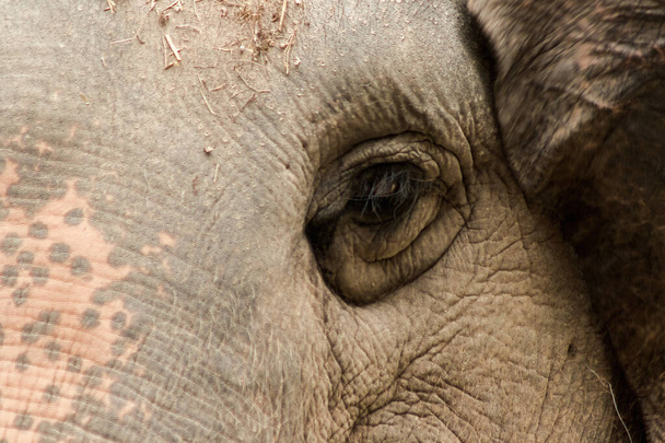 Elephants are animals with small eyes.Small eyes, female elephants compared to their size. - Photo, Image