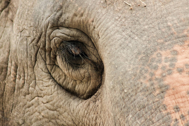 Los elefantes son animales con ojos pequeños.Ojos pequeños, elefantes hembras en comparación con su tamaño. - Foto, Imagen