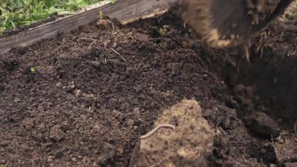 Vor dem Überwintern in Zeitlupe den Boden des Beetes mit einer Schaufel ausgraben - Filmmaterial, Video