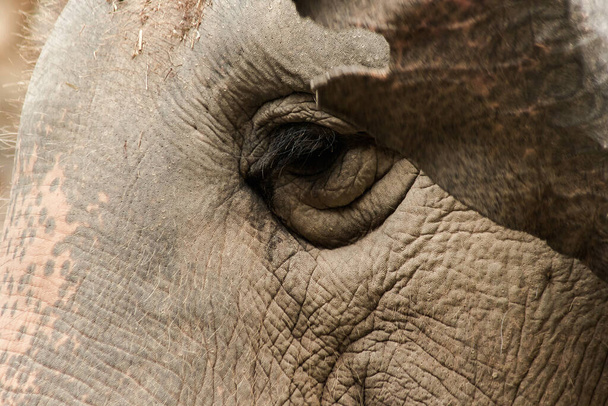 Az elefántok olyan állatok, amelyeknek kicsi a szemük a méretükhöz képest.. - Fotó, kép