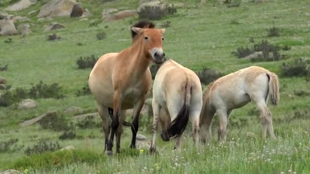 Konie Przewalskiego w prawdziwym środowisku naturalnym w górach Mongolii.Equus Ferus takhi dzungarian Przewalski Mongolski dziki koń dzika przyroda zwierzę kopytne mustang brumby dziki tarpan dun film dokumentalny zwierzęta filmowe free-roaming. - Materiał filmowy, wideo