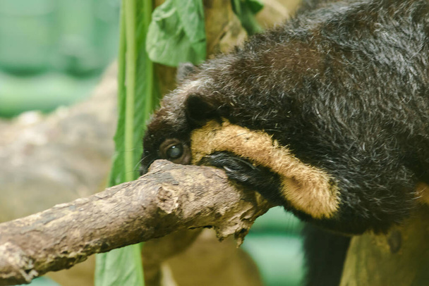 Das schwarze Riesenhörnchen lag auf einem großen Ast - Foto, Bild