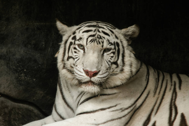 The White Tiger lay on the ground, gazing with frightening eyes - 写真・画像