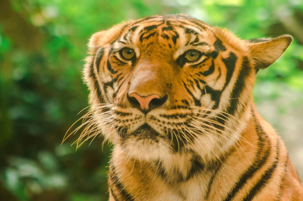 Sibirian Tiger, Amur Tiger, were gazing with awe-inspiring gaze.Sibirian Tiger, Amur Tiger, were gazing with awe-inspiring gaze - Foto, Imagem