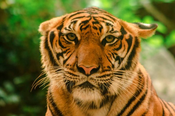 Sibirian Tiger, Amur Tiger, were gazing with awe-inspiring gaze.Sibirian Tiger, Amur Tiger, were gazing with awe-inspiring gaze - Foto, Imagem