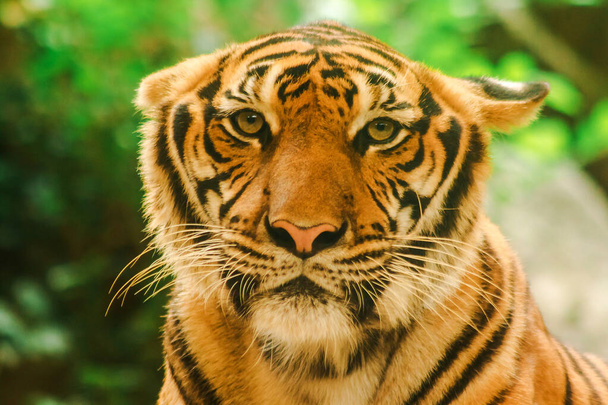 Sibirian Tiger, Amur Tiger, were gazing with awe-inspiring gaze.Sibirian Tiger, Amur Tiger, were gazing with awe-inspiring gaze - Photo, image