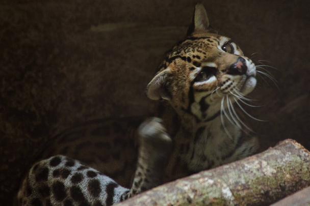 Ocelot on a branch Exhibited in the zo - Photo, image