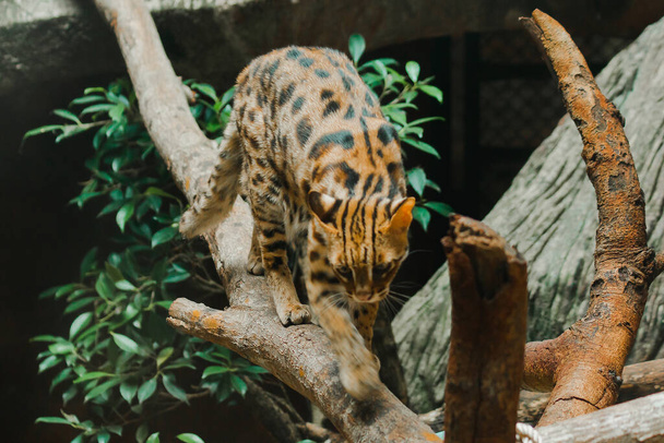 Ocelot walking on a branch. Have a short, thick, soft coat The belly hair is white. There are two black lines on the cheeks, the ears are black, the middle is yellow. There are black transverse stripes on the legs. - Fotó, kép