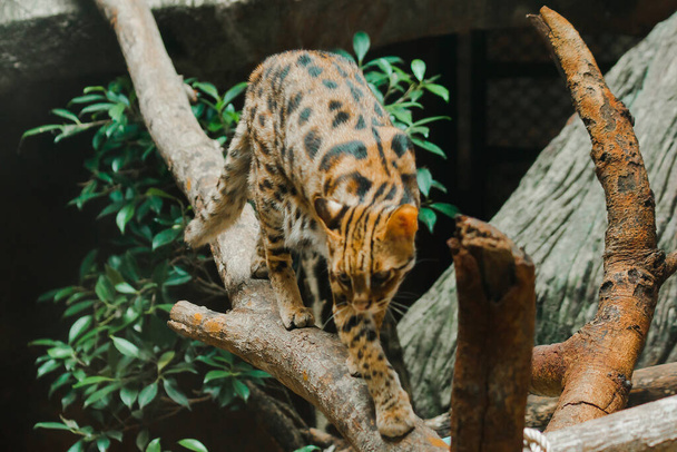 Ocelot walking on a branch. Have a short, thick, soft coat The belly hair is white. There are two black lines on the cheeks, the ears are black, the middle is yellow. There are black transverse stripes on the legs. - Fotoğraf, Görsel