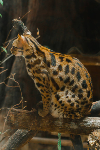 Ocelot sits on a branch. Have a short, thick, soft coat The belly hair is white. There are two black lines on the cheeks, the ears are black, the middle is yellow. There are black transverse stripes on the legs. - Fotó, kép