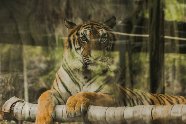 Το βλέμμα της τίγρης είχε ένα τρομακτικό μάτι.Τα μάτια μιας τίγρης.Οι τίγρεις έχουν τα πιο λαμπερά μάτια από όλα τα θηρία.. - Φωτογραφία, εικόνα