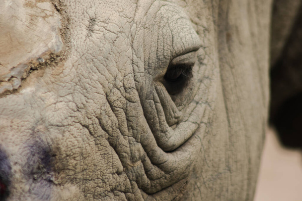 Os olhos de rinoceronte branco são pequenos - Foto, Imagem