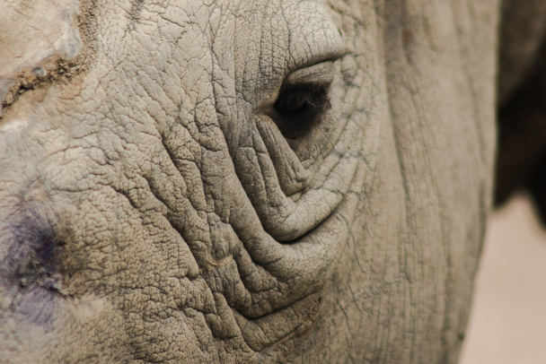 Os olhos de rinoceronte branco são pequenos - Foto, Imagem
