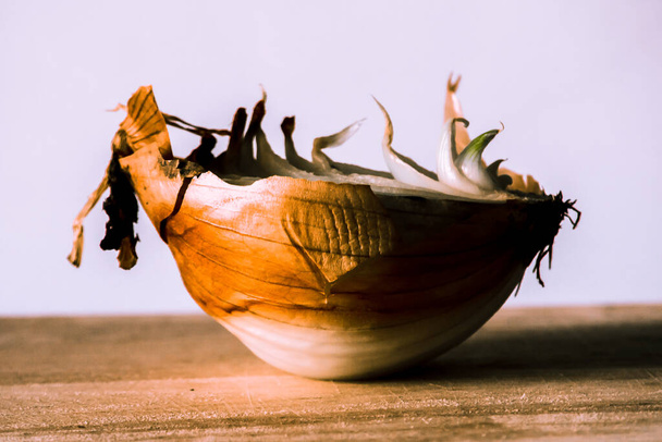 Onion halves on a piece of wood, Onion rot, Onion grows. - Фото, изображение