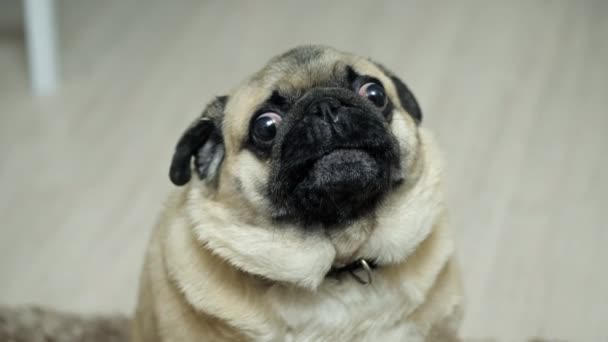 Close-up retrato de um cão de pug, surpreso, rosnando e indignado, olhando para a câmera - Filmagem, Vídeo