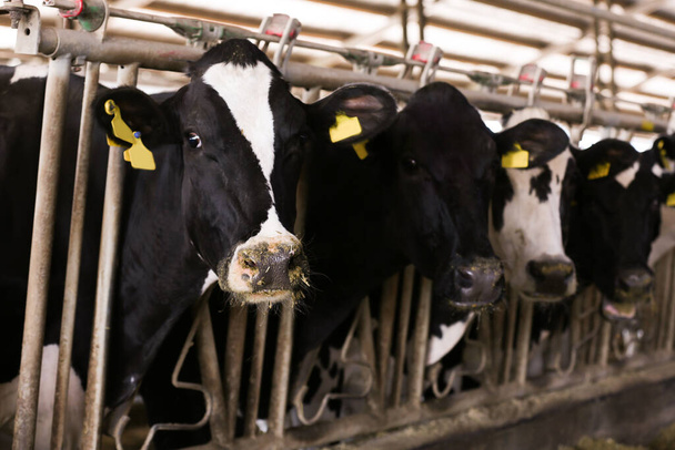 Pretty cows near fence on farm, closeup. Animal husbandry - Fotografie, Obrázek