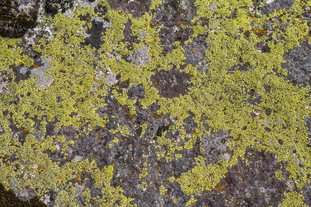 The texture of the stone is covered with green lichen. The surface of an old stone.  - Photo, Image