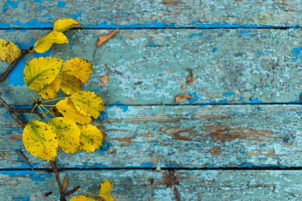 Composição plana com folhas de outono coloridas brilhantes e abóbora no fundo de madeira velho azul gasto. Moldura natural. Vista superior, espaço de cópia. Fundo natural de outono - Foto, Imagem