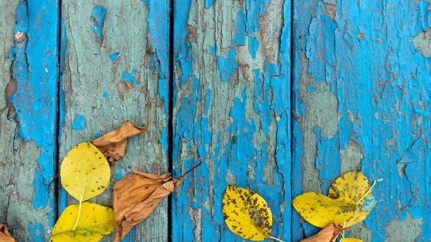 Płaska kompozycja z jasnymi kolorowymi jesiennymi liśćmi i dynią na starym niebieskim, marnym drewnianym tle. Naturalna rama. Widok z góry, odbiór. Naturalne jesienne tło - Zdjęcie, obraz