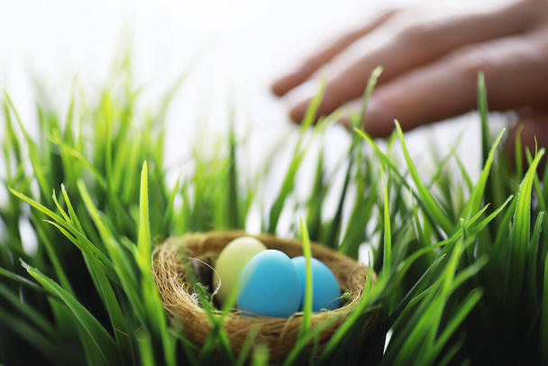 Bird's nest with eggs. Willow branches first greens. Easter background. Palm Sunday. Christian holiday. Spring background. - Photo, Image