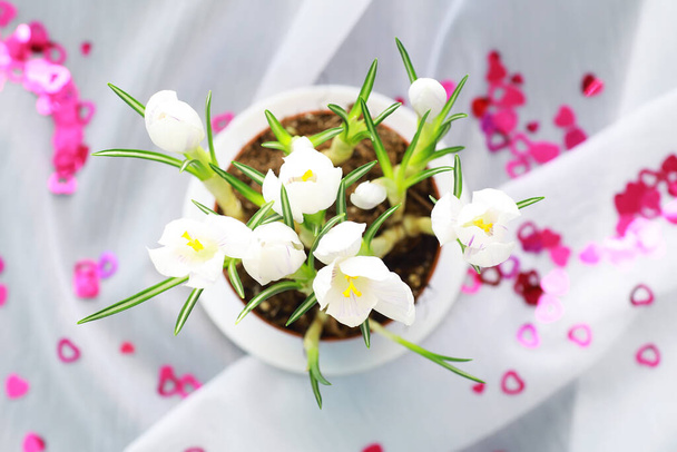 Crocus es un género de plantas con flores perteneciente a la familia Iris. Un solo azafrán, un montón de azafranes, un prado lleno de azafranes, azafrán de cerca. Crocus sobre fondo blanco. - Foto, Imagen