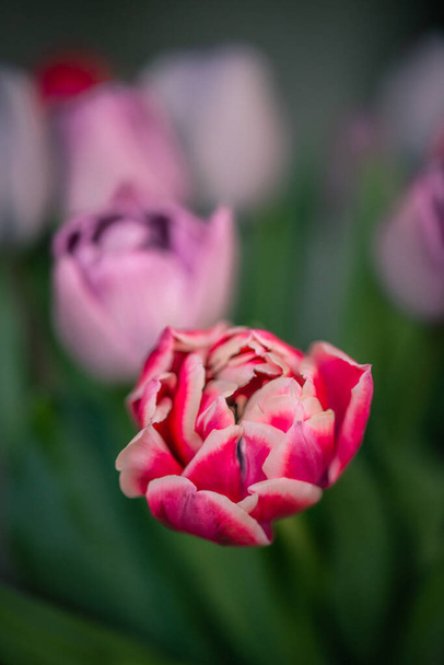 A vertical shot of a bunch of beautiful purple tulips on a blurry background - Фото, изображение