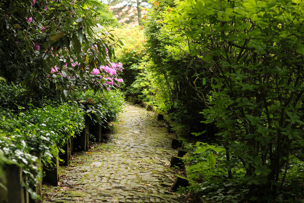 A walkway through a botanical garden - Photo, Image