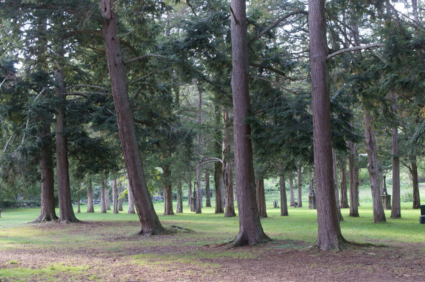 Знімок дерев у прекрасному парку
 - Фото, зображення