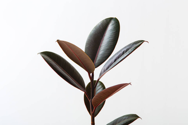 Rubber plant op witte achtergrond, ficus elastica kamerplant - Foto, afbeelding