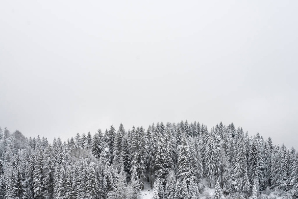 Horizontal winter background with white snow covered forest trees and white above - Photo, Image