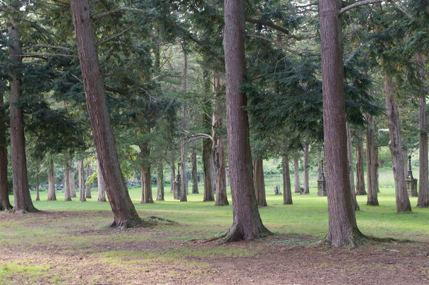 A shot of trees in a beautiful park - Фото, зображення