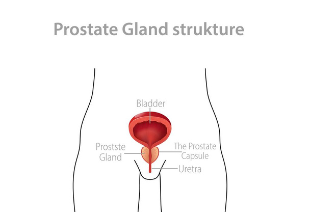 Structure of male prostate. Genitourinary internal anatomy of man with bladder and urethra prevention prostatitis. - Vector, Image