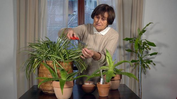 Только пожилая женщина 70 лет занимается садоводством с маской в квартире во время карантинного карантина Ковид-19 Коронавирус - стиль жизни в условиях эпидемии заканчивается свободное время - Фото, изображение
