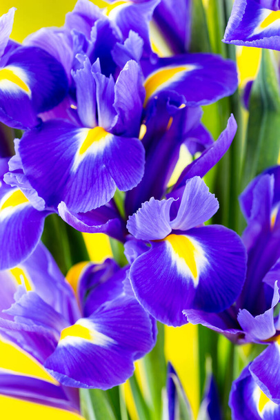 Iris flower on the yellow background. - Zdjęcie, obraz