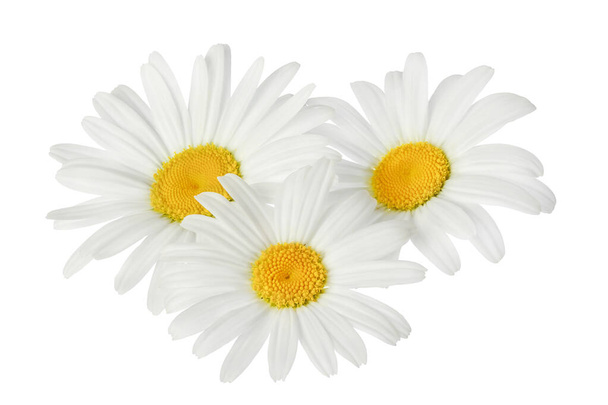 Kamille oder Gänseblümchen isoliert auf weißem Hintergrund mit Schnittpfad. Set oder Sammlung. - Foto, Bild