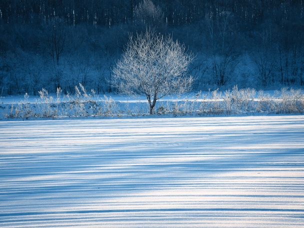 met vorst bedekte boom en sneeuwveld - Foto, afbeelding
