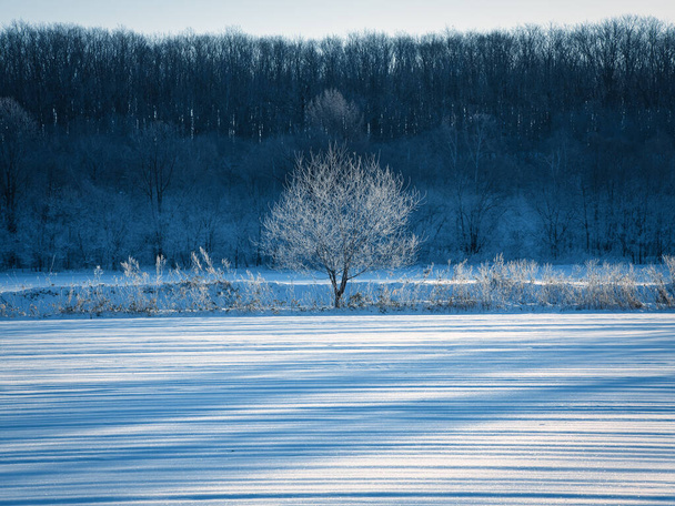 霜が木や雪原を覆い - 写真・画像