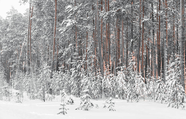 Pine forest in the snow in winter - Zdjęcie, obraz