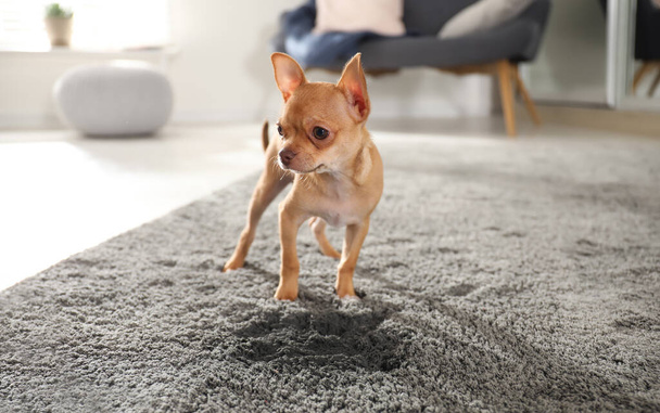 Cute Chihuahua puppy near wet spot on carpet indoors - Фото, зображення