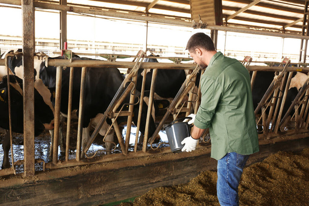 Worker feeding cow on farm. Animal husbandry - Фото, зображення
