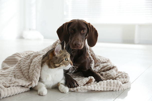 Adorable cat and dog together under plaid on floor indoors - Photo, image